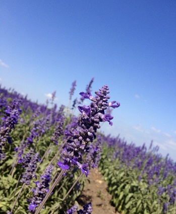 Herbs in Slovenia